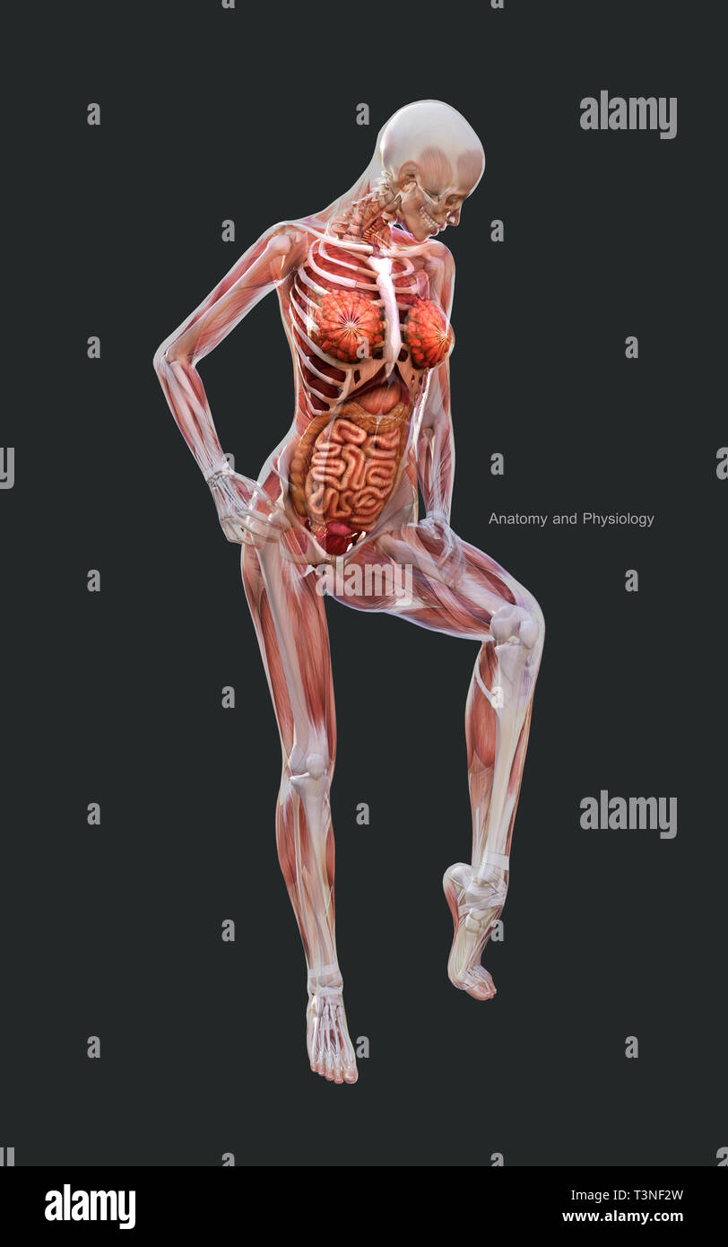 Ilustración 3d derechos de un esqueleto femenino Sistema de músculos, huesos y sistema digestivo con trazado de recorte Foto de stock