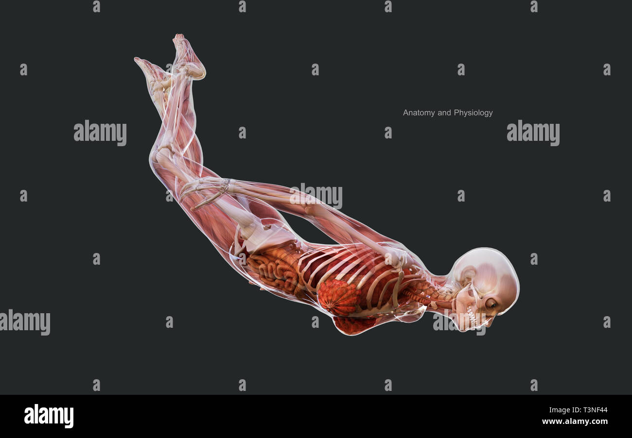 Ilustración 3d derechos de un esqueleto femenino Sistema de músculos, huesos y sistema digestivo con trazado de recorte Foto de stock