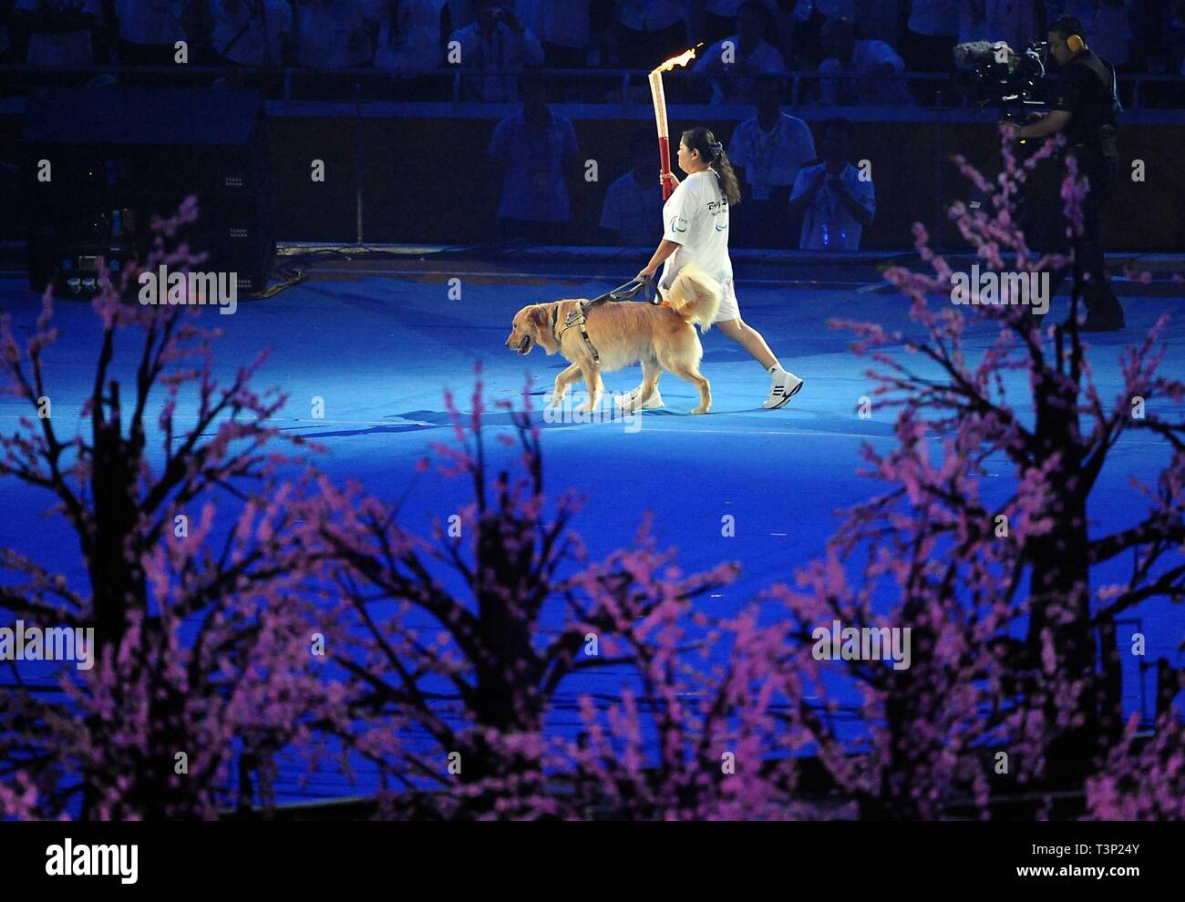 (190411) -- BEIJING, 11 de abril de 2019 (Xinhua) -- Foto de archivo tomada el 6 de septiembre de 2008 muestra Torchbearer Ping Yali, el primer medallista de oro Paralímpico chino en 1984, los relés con un perro guía durante la ceremonia de apertura de los Juegos Paralímpicos de Beijing 2008 en el Estadio Nacional de Beijing, China. Enviar atletas para los Juegos Olímpicos de Verano de Helsinki por primera vez en 1952 al ganar la candidatura para albergar los Juegos Olímpicos de Invierno de 2022 en 2015, la República Popular de China pasó a través de una notable historia de deportes, incluyendo nuestro éxito en la celebración de los Juegos Olímpicos de Verano de 2008 y preparar para Foto de stock