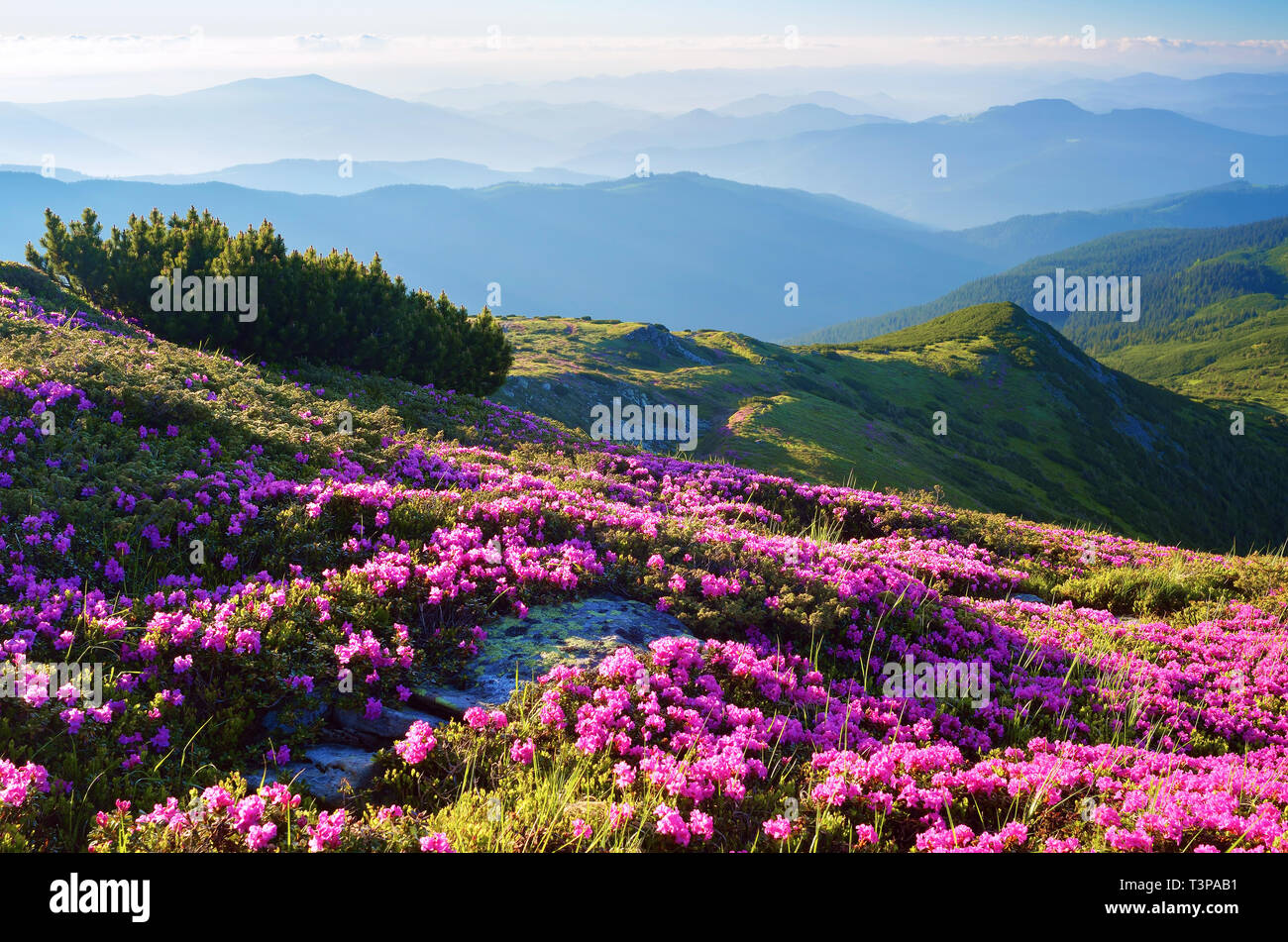 Paisaje flores fotografías e imágenes de alta resolución - Alamy