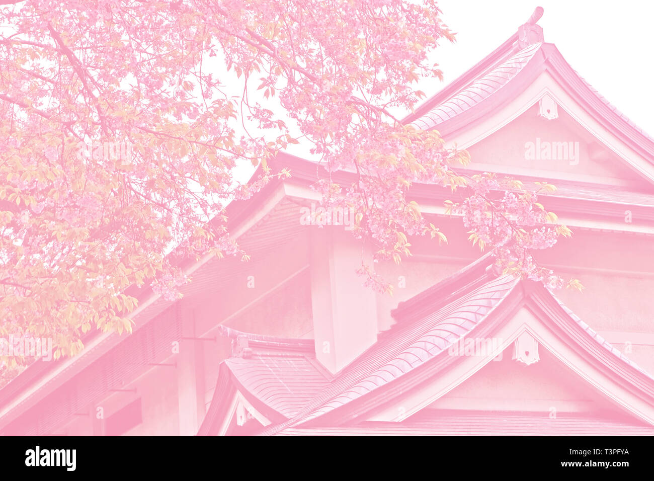 Tono rosa sakura flor de cerezo, árbol y tradicional edificio en el parque de Tokio, Japón Foto de stock