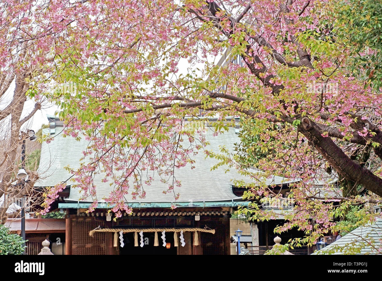 Hermosa rosa sakura flor de cerezo, árbol y tradicional edificio en el parque de Tokio, Japón Foto de stock