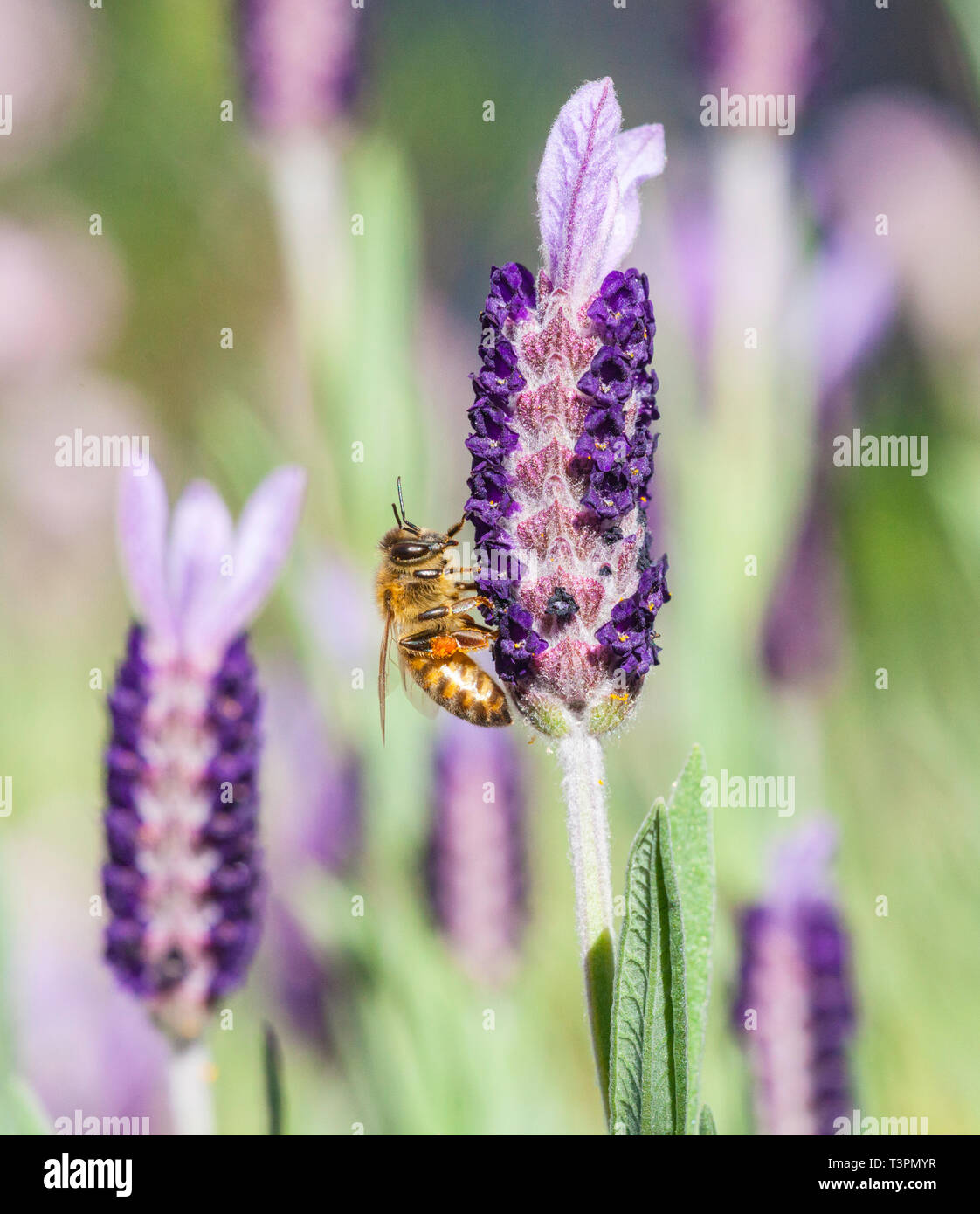 Abeja de Miel europea ( Apis mellifera ) en una flor de lavanda francesa ( Lavandula stoechas ). También conocida como La Abeja de Miel occidental. Foto de stock