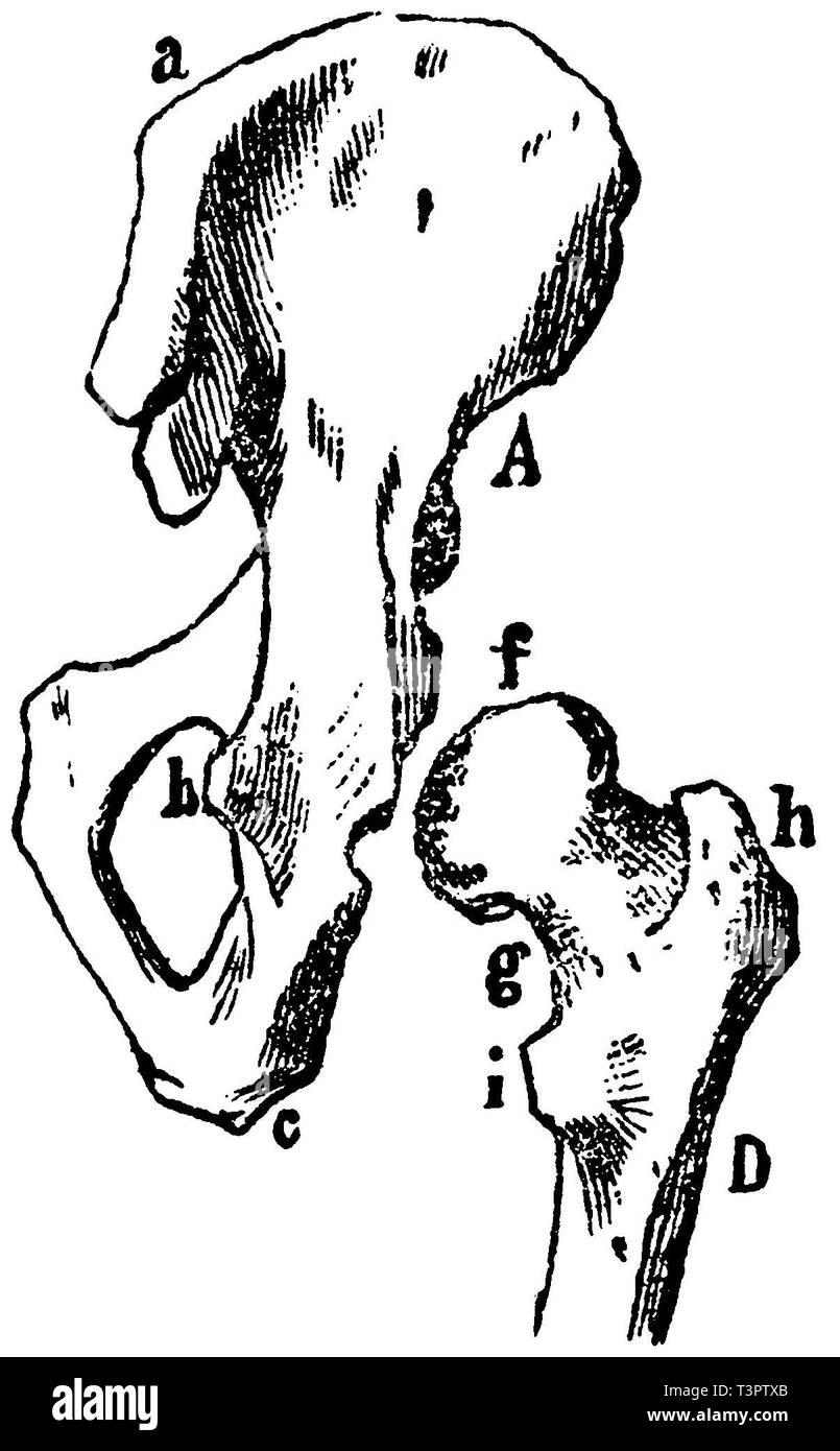 Fémur: B), c) escápula, húmero (lado derecho), a) la altura del hombro (acromion), b) Extensión del pico del Cuervo, d), e) pozo la cabeza del húmero, anonym 1887 Foto de stock