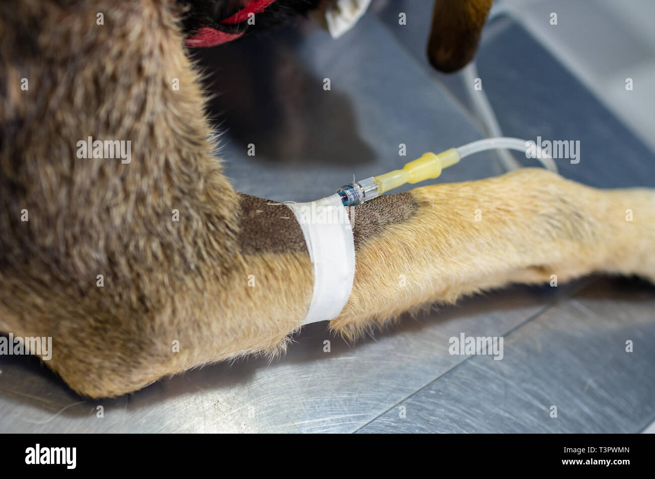 Catéter intravenoso en una vena cefálica de un perro en el preoperatorio de  la cirugía Fotografía de stock - Alamy