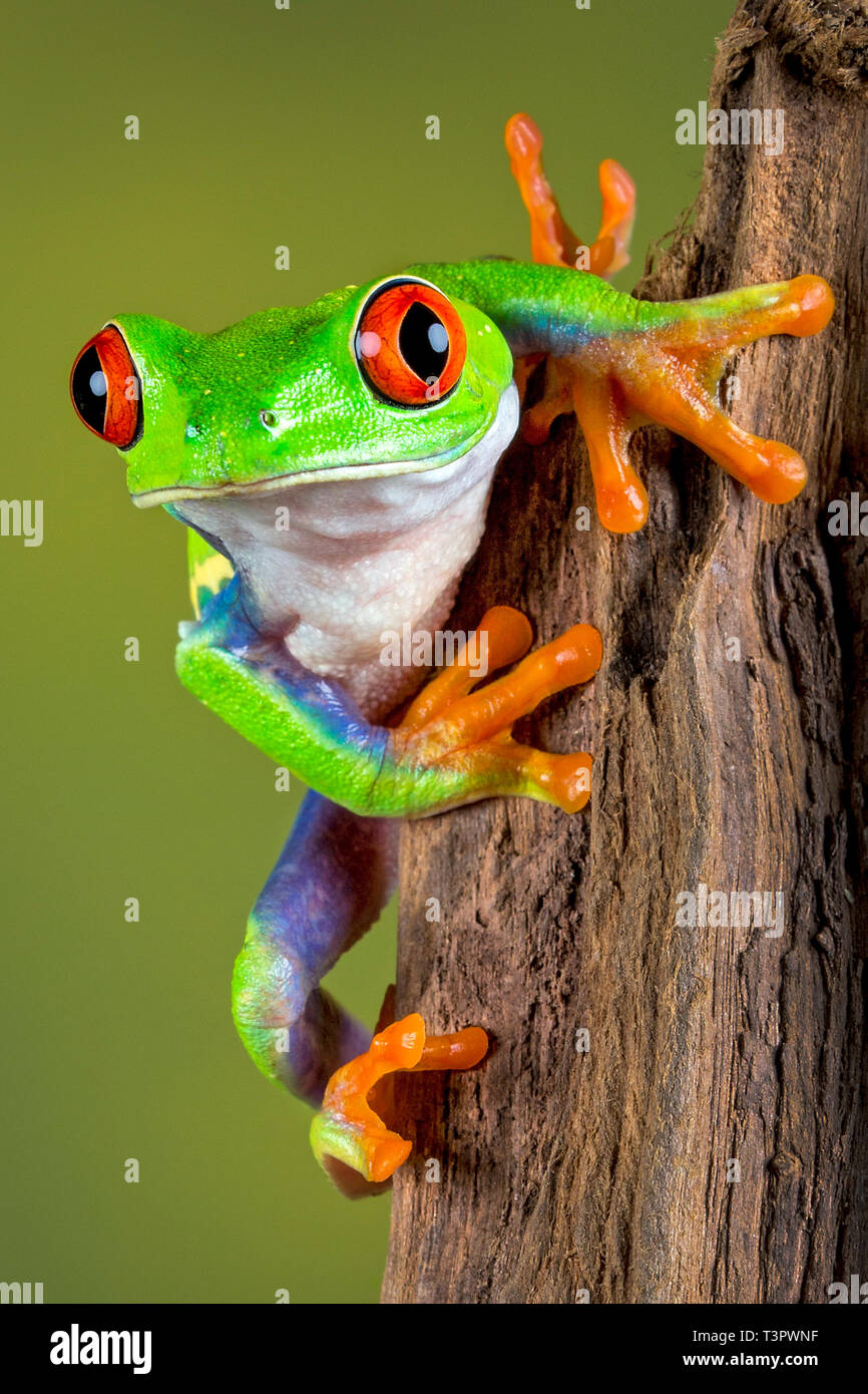 Red eyed Tree Frog sobre el mirador ! Con la liberación. Foto de stock