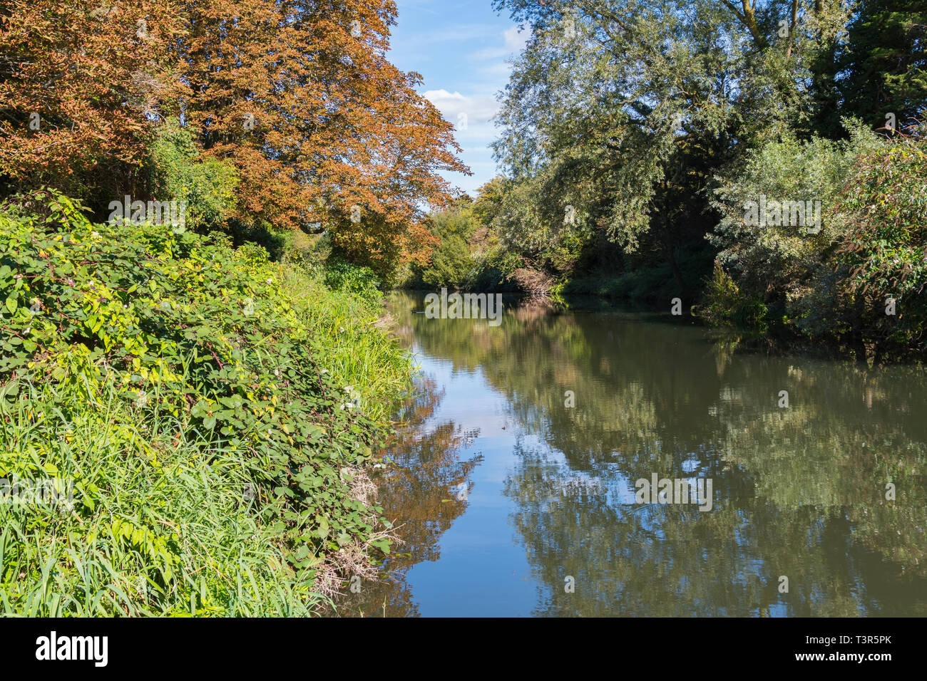 Coloridas hojas en los árboles reflejando en el agua en el otoño en el canal de barcos en Chichester Chichester, West Sussex, Inglaterra, Reino Unido. Foto de stock