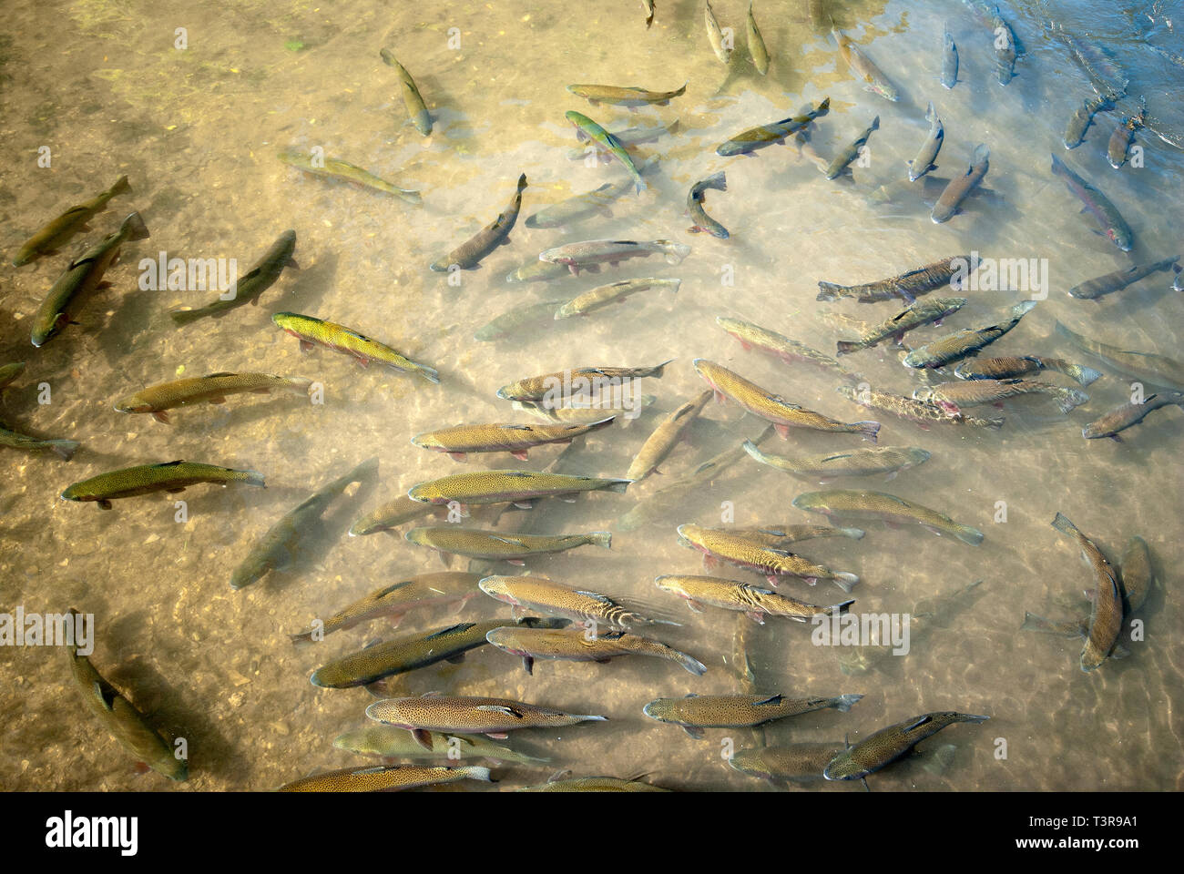 Truchas arcoiris (Oncorhynchus mykiss) en el estanque artificial, D.C. Booth histórica National Fish Hatchery, Spearfish, Dakota del Sur, EE.UU. Foto de stock