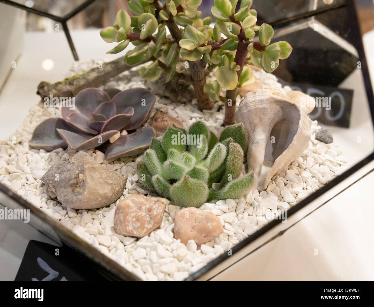 Closeup plantas suculentas en florarium con rocas, piedras y conchas  Fotografía de stock - Alamy