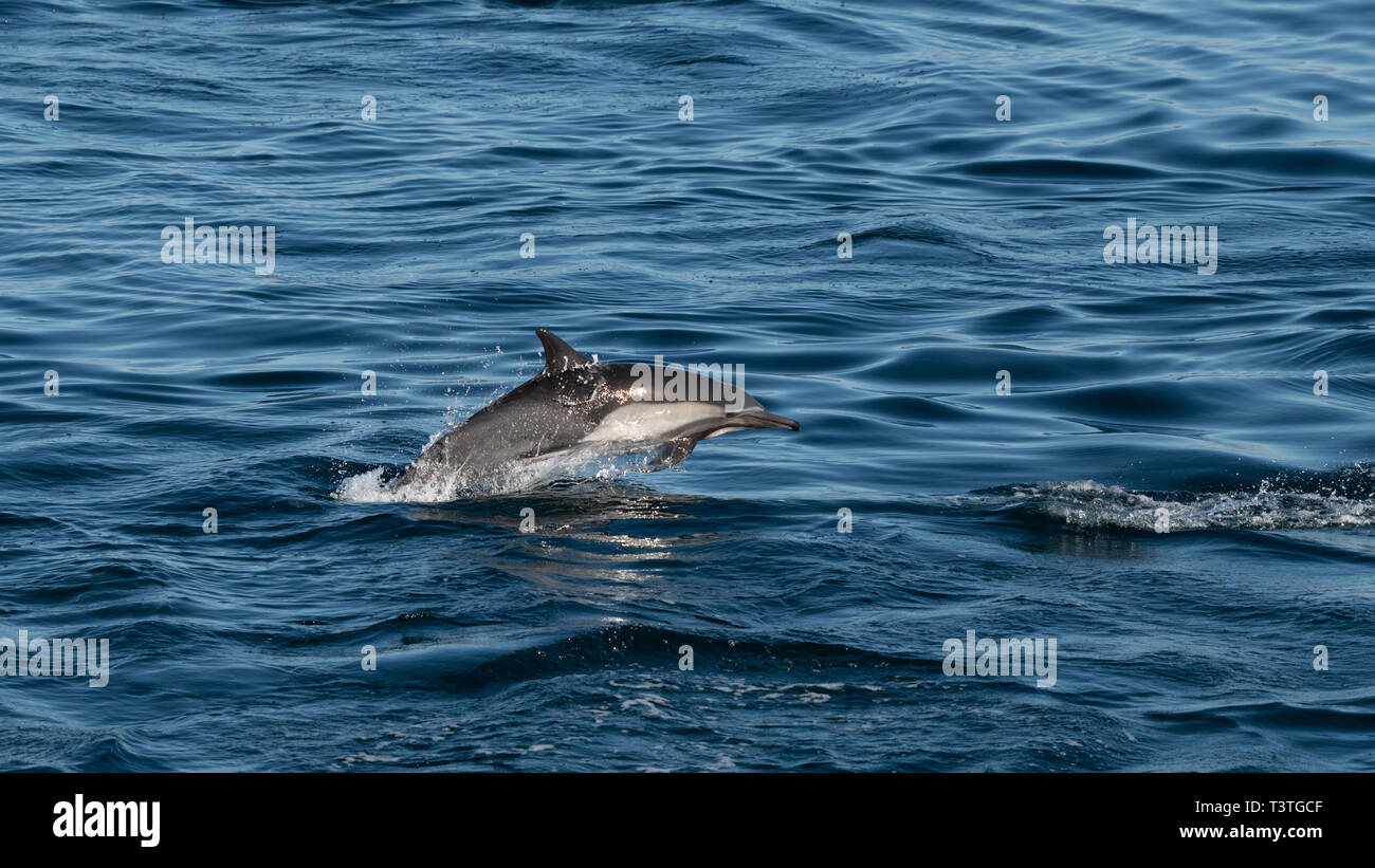 Larga picuda delfín común (Delphinus capensis) frente a la costa de Baja California, México. Foto de stock