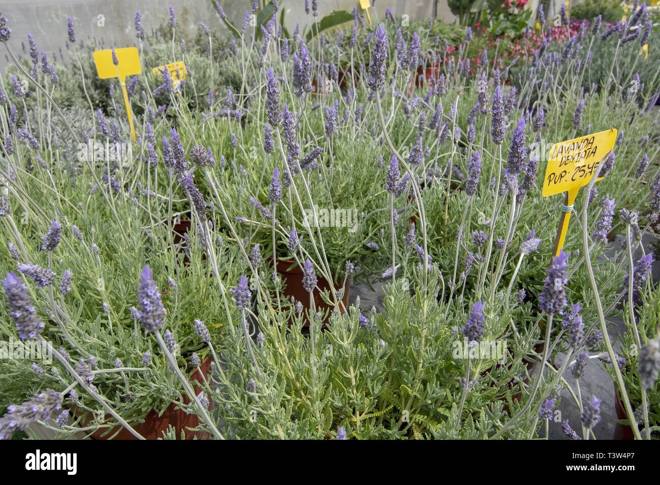 Lavanda españa fotografías e imágenes de alta resolución - Página 6 - Alamy