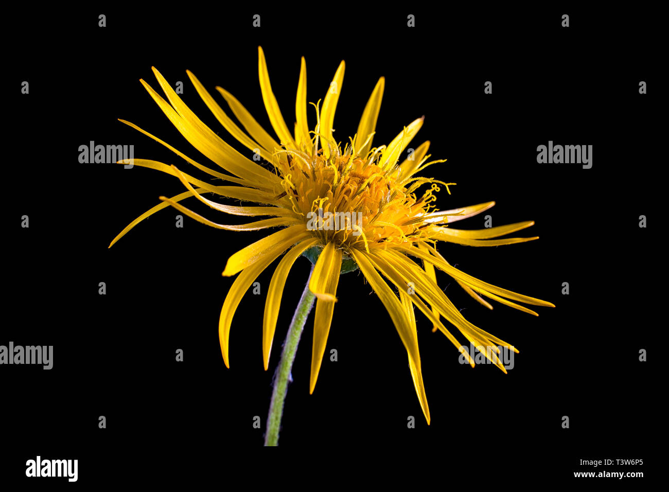 Amarillo macro de flores silvestres en Colombia Foto de stock