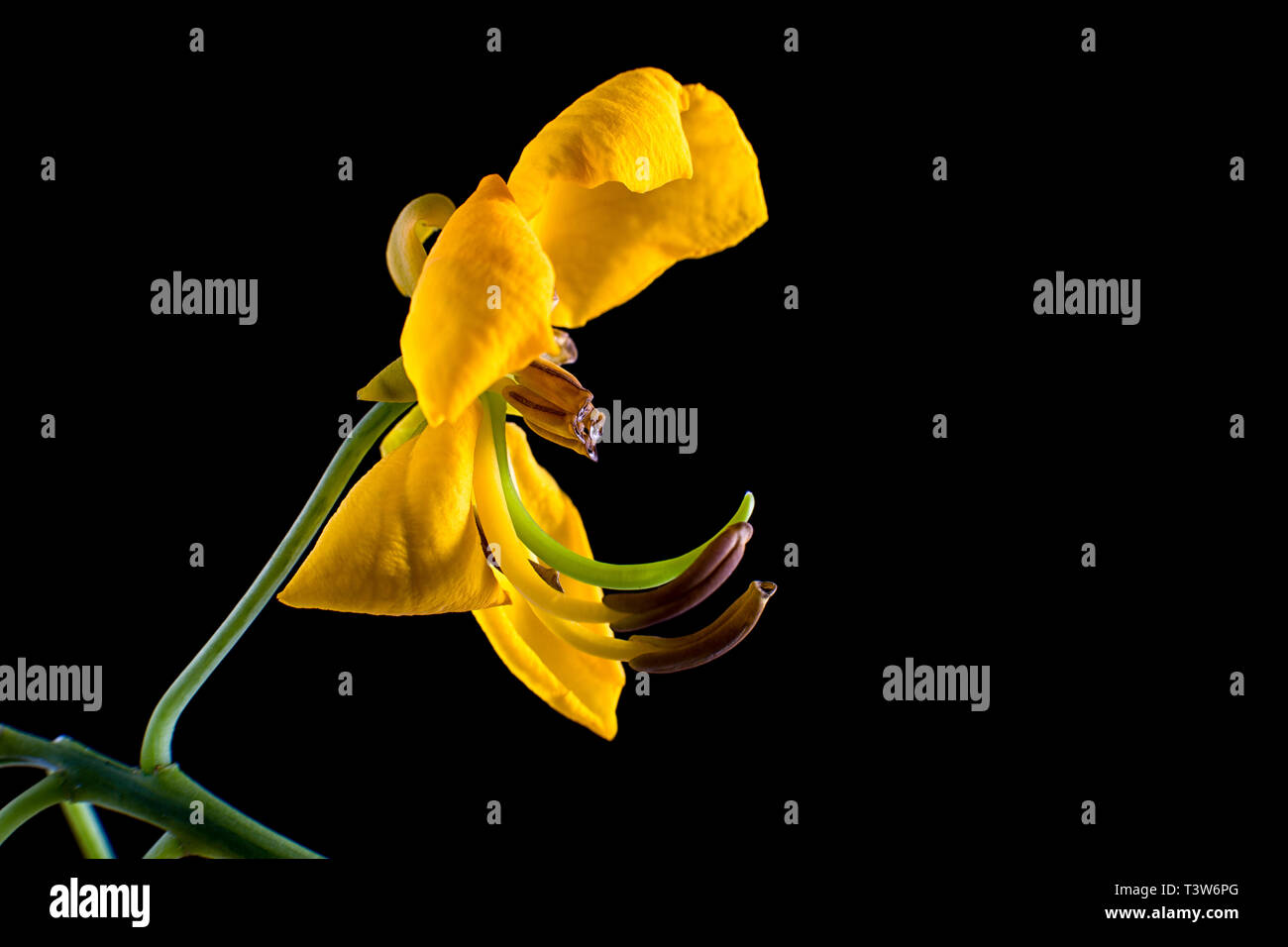 Amarillo macro de flores silvestres en Colombia Foto de stock