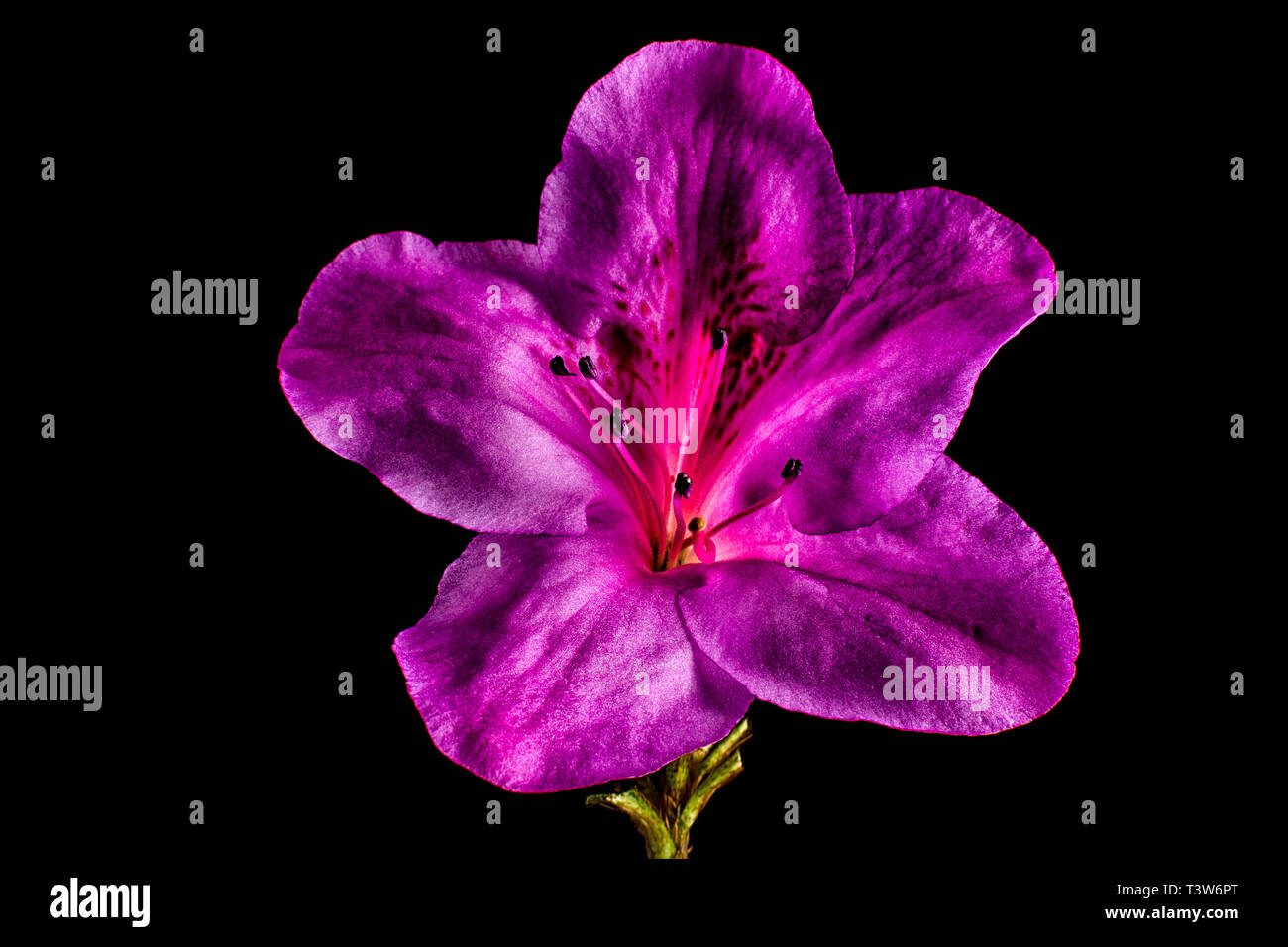 Mirabilis macro flor sobre fondo negro Foto de stock
