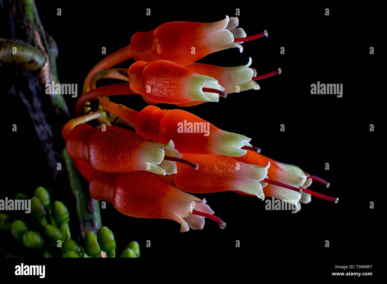 Psammisia flor en Colombia Foto de stock
