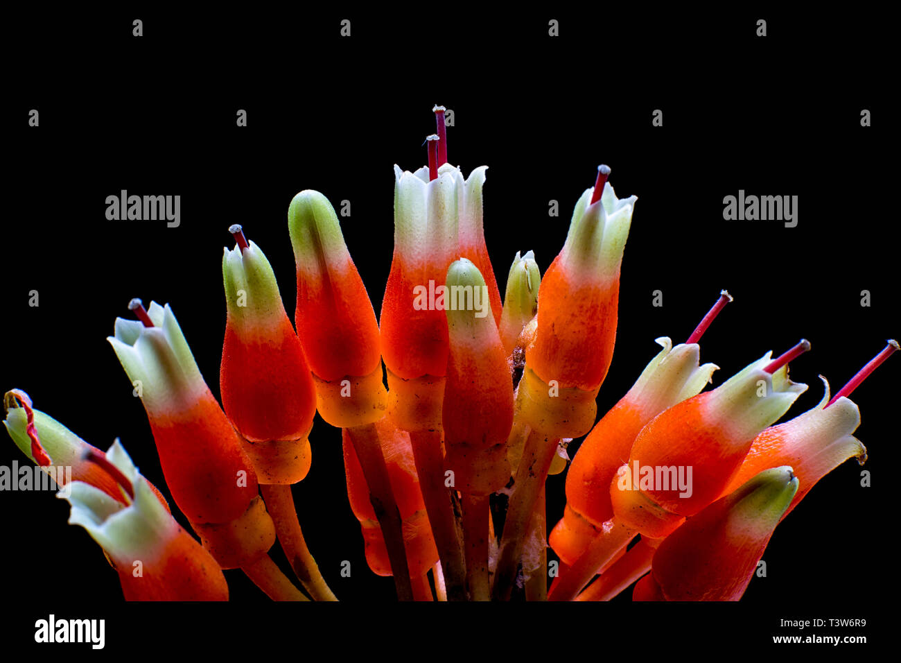 Psammisia macro de flores en Colombia Foto de stock