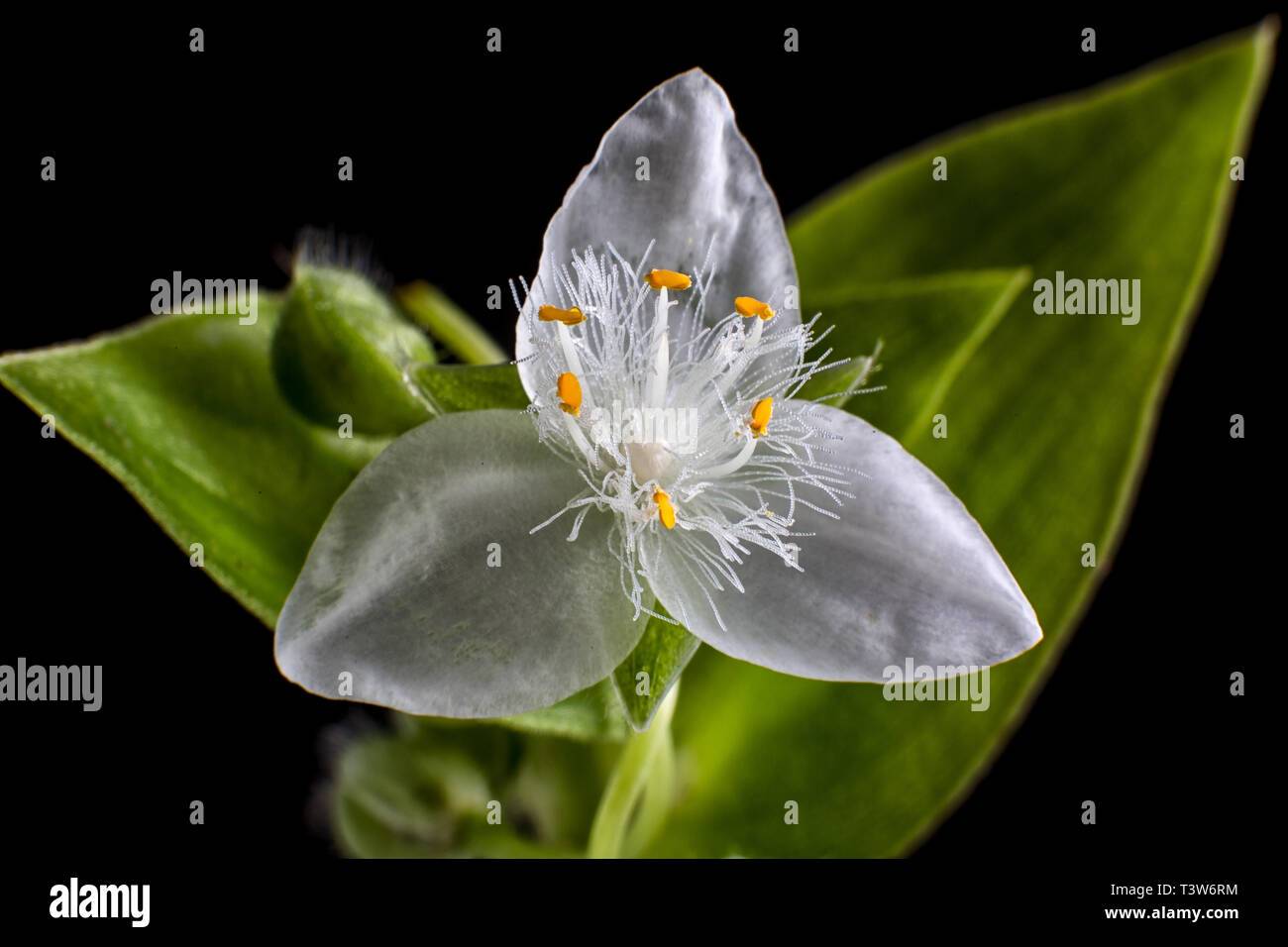 Detalles macro flor tradescantia Foto de stock