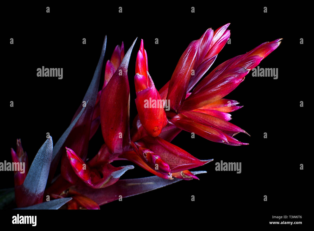Rojo bromelia florecen en Colombia Foto de stock