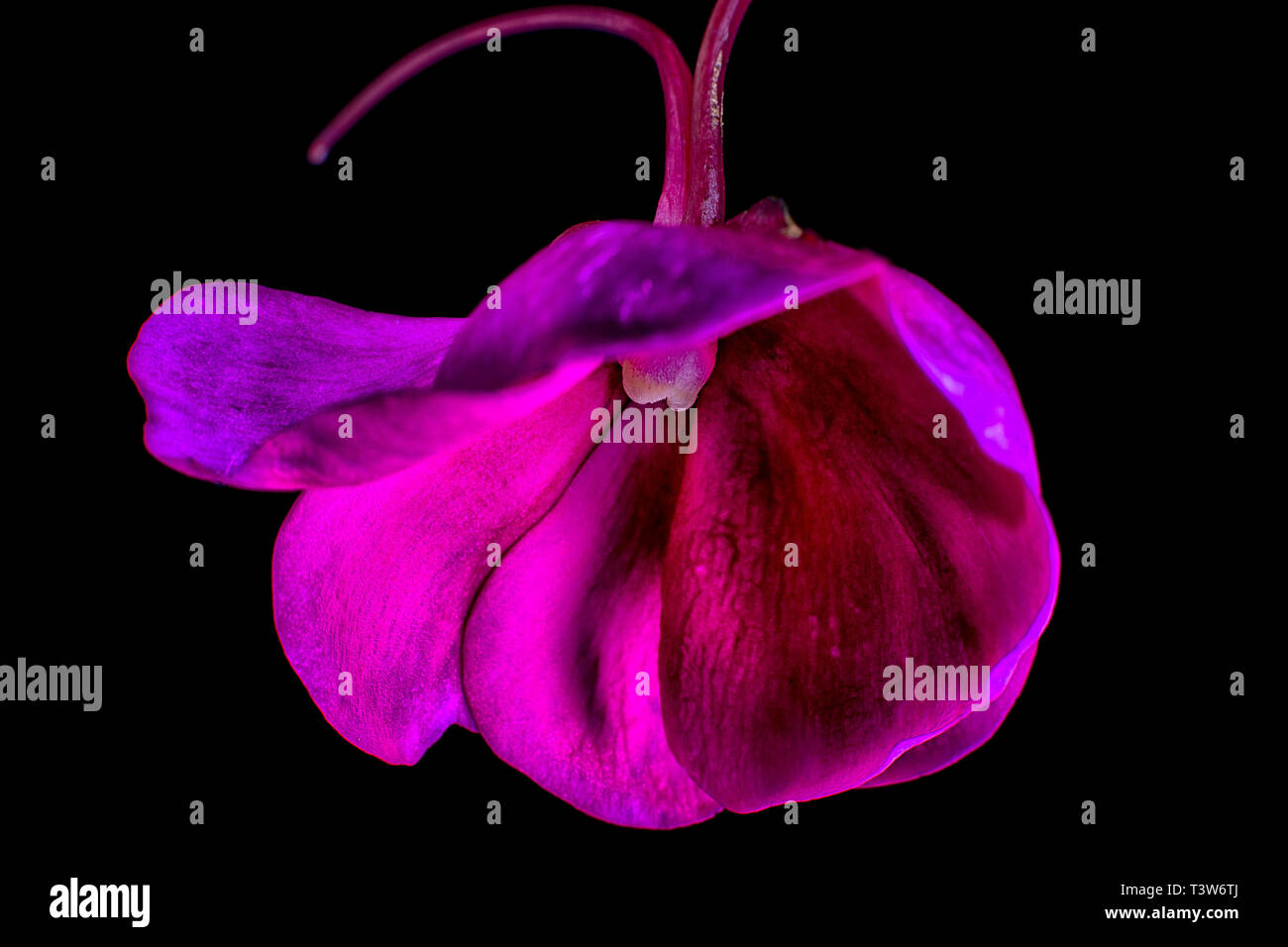 Impatiens rosa flor detalle macro Foto de stock