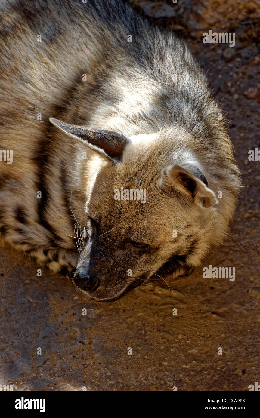 Hienas fotos fotografías e imágenes de alta resolución - Alamy