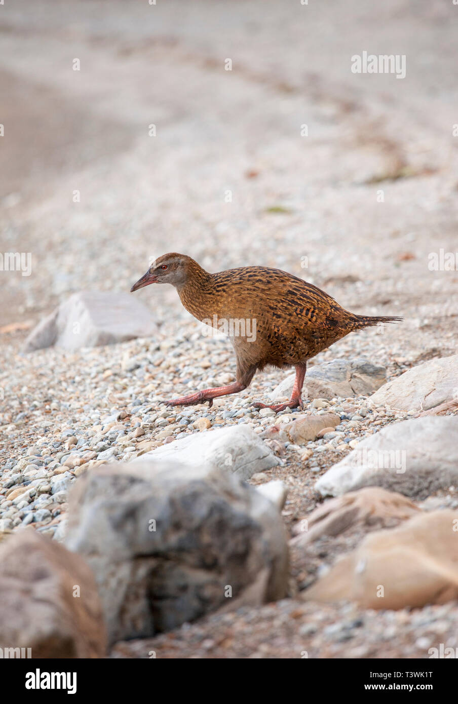 Gallirallus australis, o Weka, un endanged especies nativas de aves no voladoras de Nueva Zelanda. También conocida como gallina o woodhen maorí. Isla del Sur, Nueva Zelanda. Foto de stock