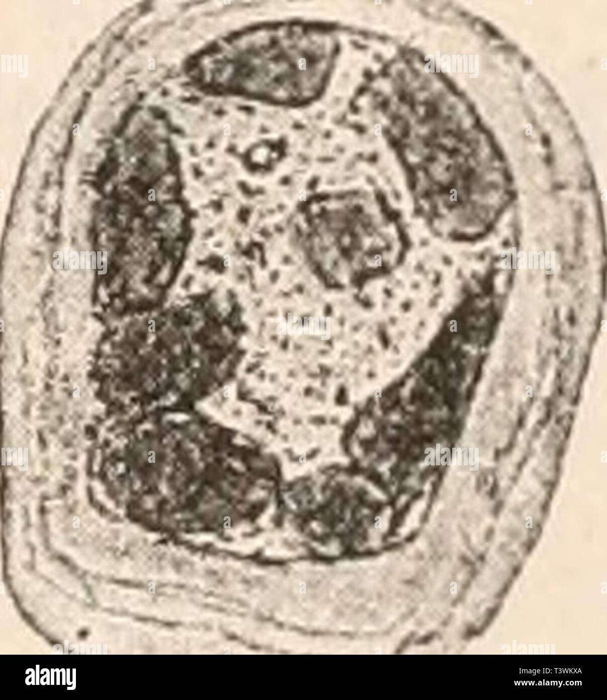 Imagen de archivo de la página 74 de morir Protozoen als Krankheitserreger des Foto de stock