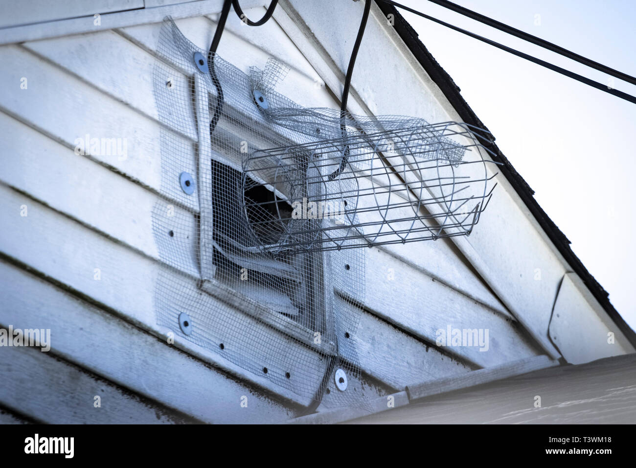 Una forma de exclusión y de túnel instalada de malla de alambre para eliminar roedores en el ático. Foto de stock