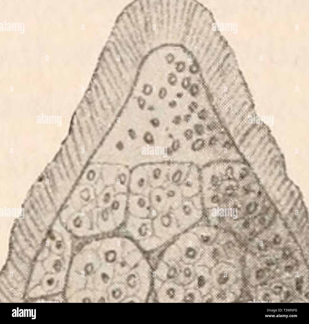 Imagen de archivo de la página 98 de morir Protozoen als Krankheitserreger des Foto de stock