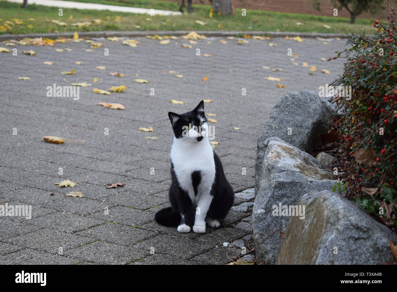 Black/White Cat en otoño | Katze im Herbst Foto de stock