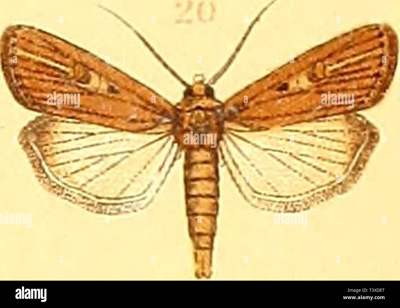 Imagen de archivo de la página 192 de Die Schmetterlinge Europas (1908) Foto de stock