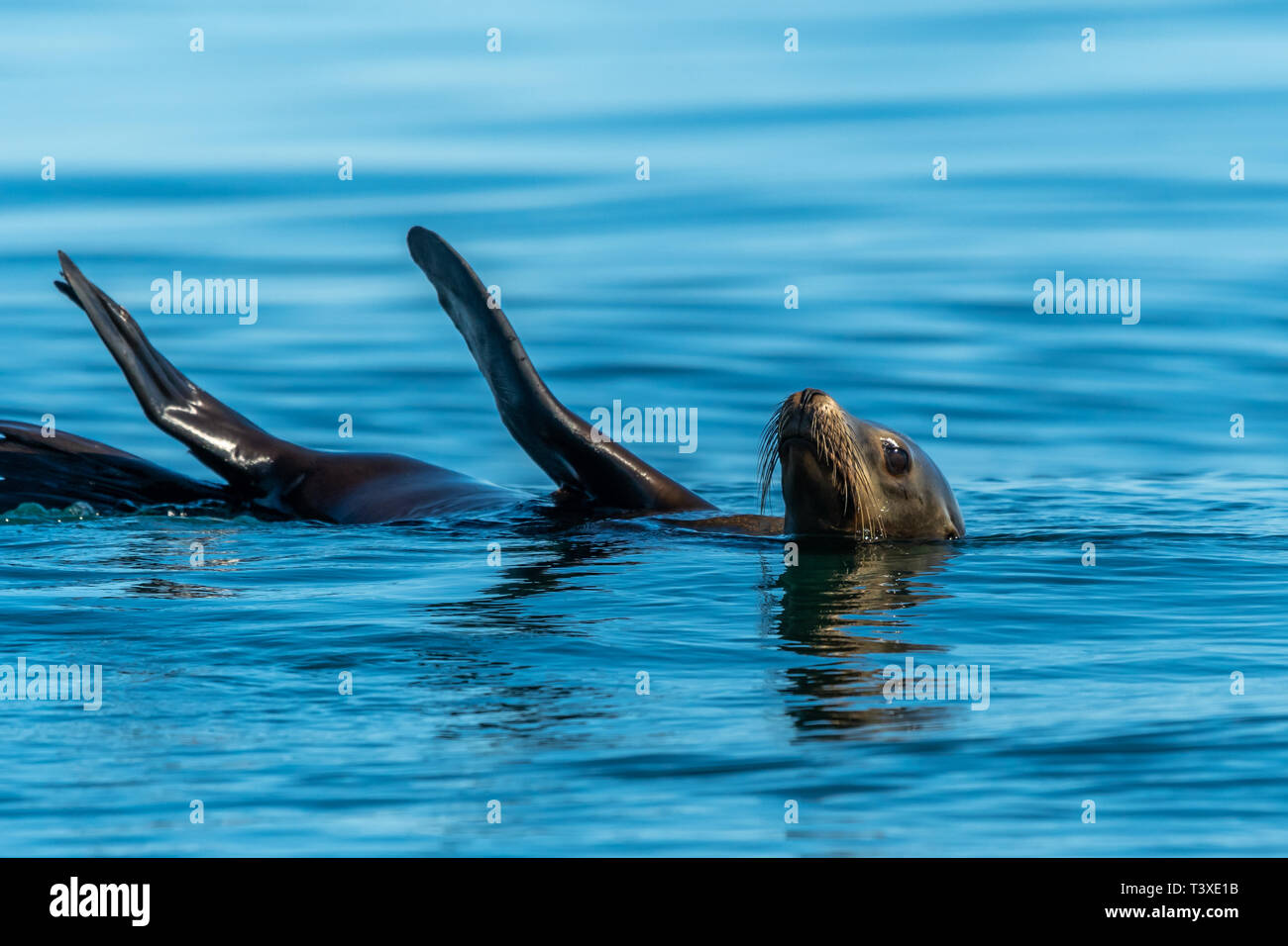 Termorregulación de leones marinos fotografías e imágenes de alta  resolución - Alamy
