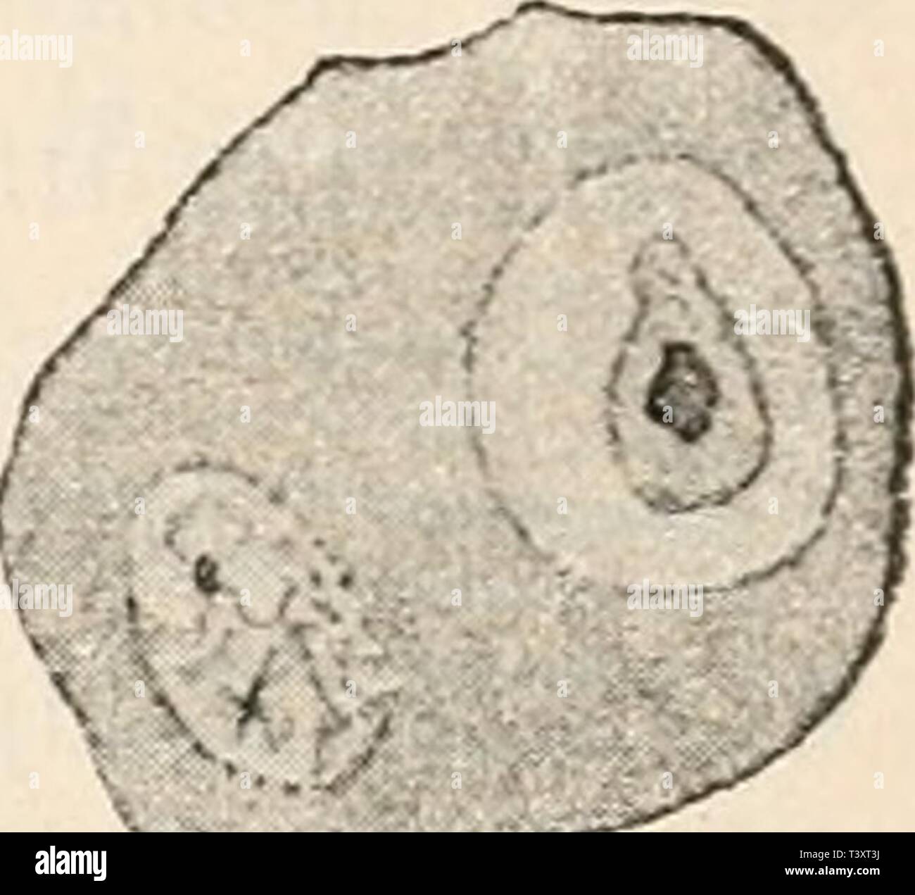 Imagen de archivo de la página 159 de Die Protozoen als Krankheitserreger des Foto de stock