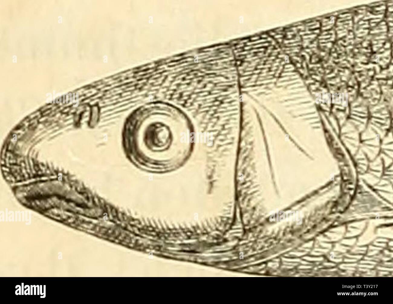 Get Morir dummheit der menschen For Free Morir Dummheit Der Menschen