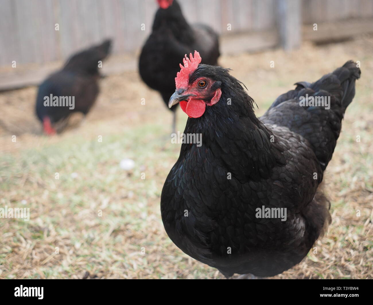 Las gallinas negras. Las gallinas ponedoras negra en un rango libre patio. Foto de stock