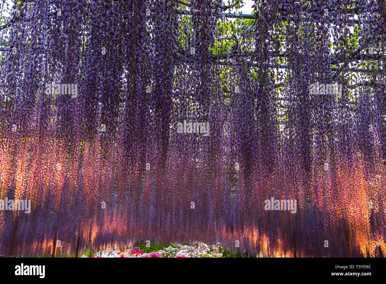 Vista de plena floración rosa púrpura Wisteria gigante enrejados. misteriosa belleza cuando iluminado en la noche con coloridas flores floreciendo. Ashikaga Flor Pa Foto de stock