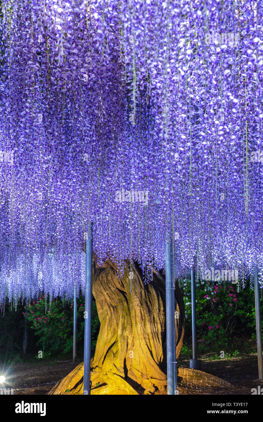 Vista de plena floración rosa púrpura Wisteria gigante enrejados. misteriosa belleza cuando iluminado en la noche con coloridas flores floreciendo. Ashikaga Flor Pa Foto de stock