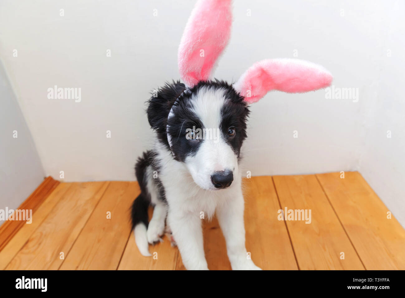 los border collies son buenos con los conejos