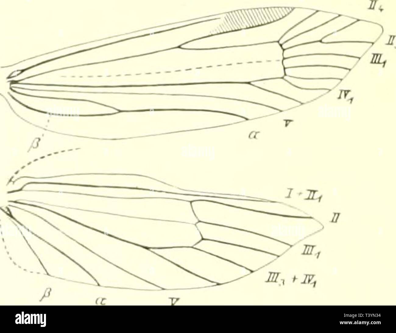Imagen De Archivo De La Página 451 De Die Schmetterlinge