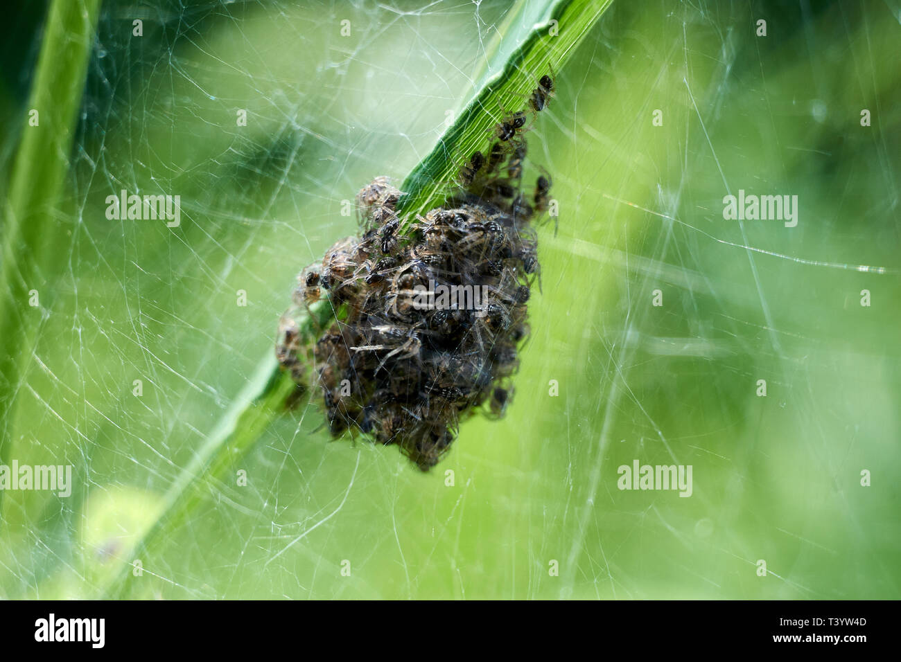 Las arañas bebé nacido en la naturaleza increíble. Las arañas spin out de NEST Foto de stock