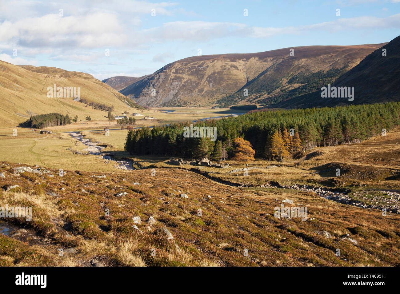 Las plantaciones de coníferas en la región de Tierras Altas Strathdearn Scotland Reino Unido Noviembre 2014 Foto de stock