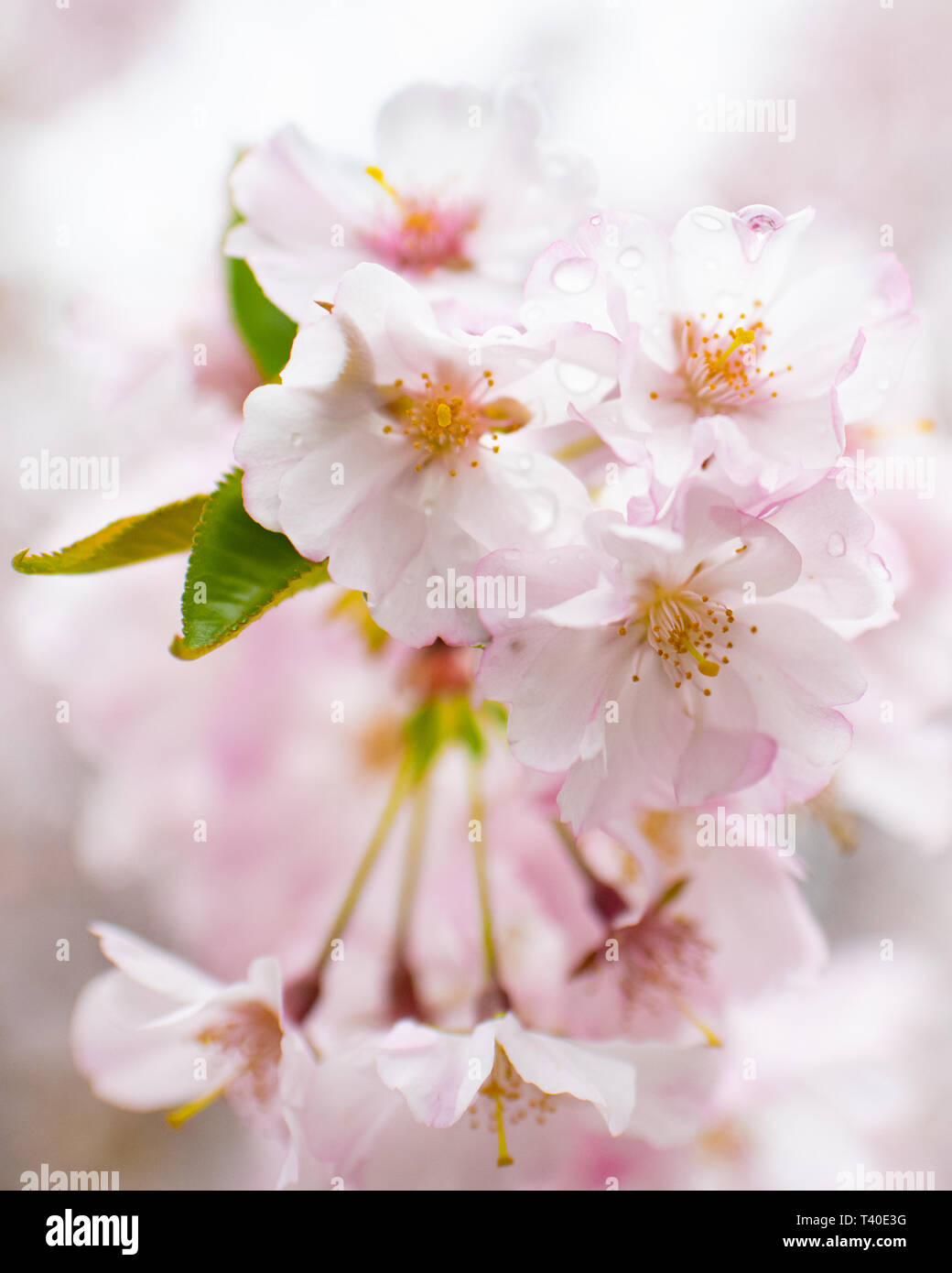 Flores de cerezo en primavera - Prunus rosaceae blossom close up -árboles en  flor florece con rosa y las flores blancas - Flor de Cerezo cerrar  Fotografía de stock - Alamy