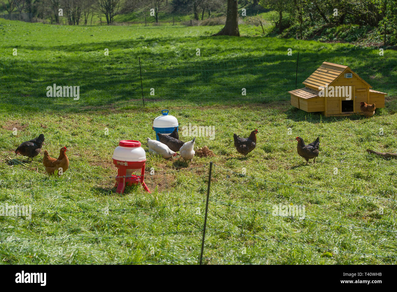 Chicken Run en el jardín Foto de stock