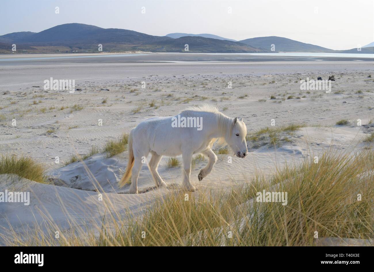 Luskentire pony en la playa, en la isla de Harris Foto de stock