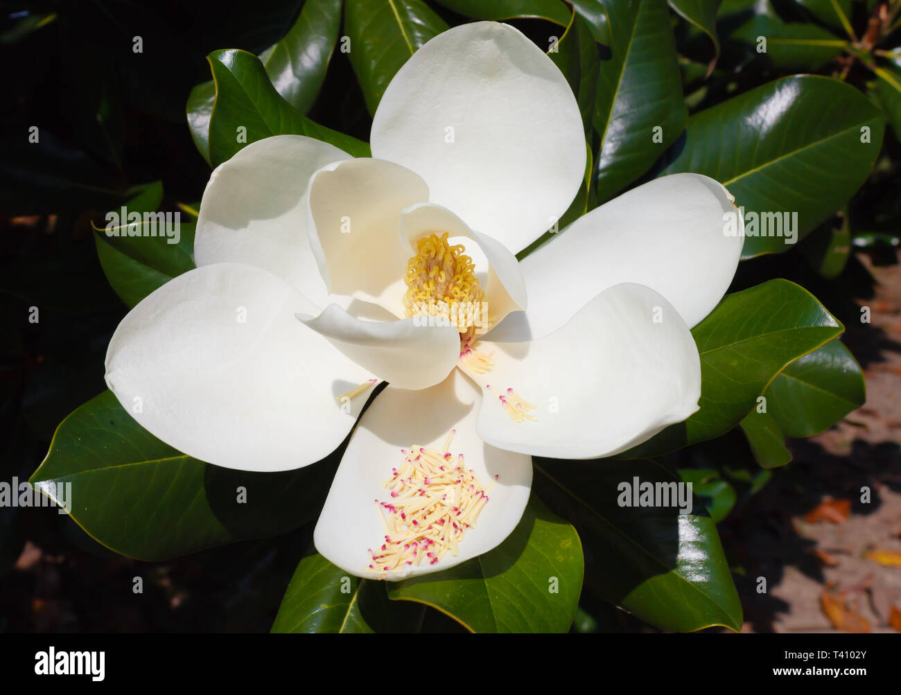 La Magnolia grandiflora es un árbol ornamental con grandes y brillantes  hojas y flores perfumadas y carnosa blanca Fotografía de stock - Alamy