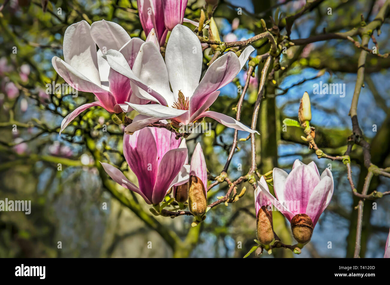 Cerca de varios magnolia flores, algunas más abiertas que otras, en un día soleado de primavera Foto de stock