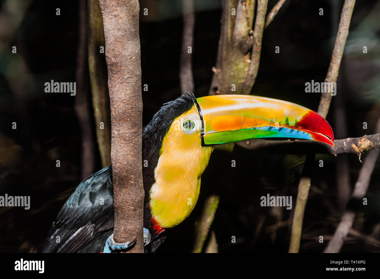 Primer plano de un Rainbow-Tucan en Panamá Foto de stock