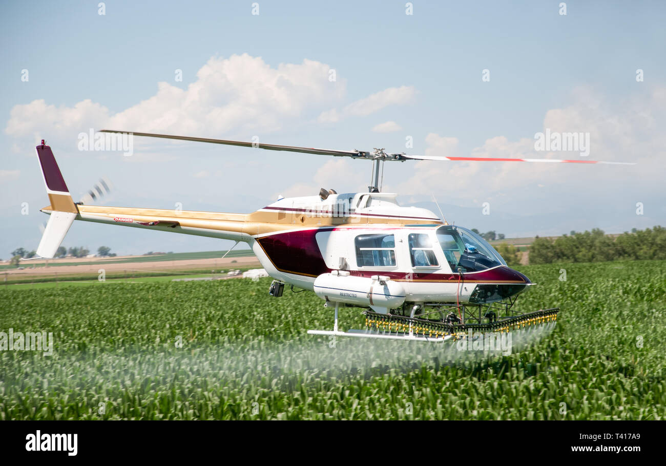 Helicóptero como un cultivo duster en el norte de Colorado central rociar un campo de maíz. Foto de stock