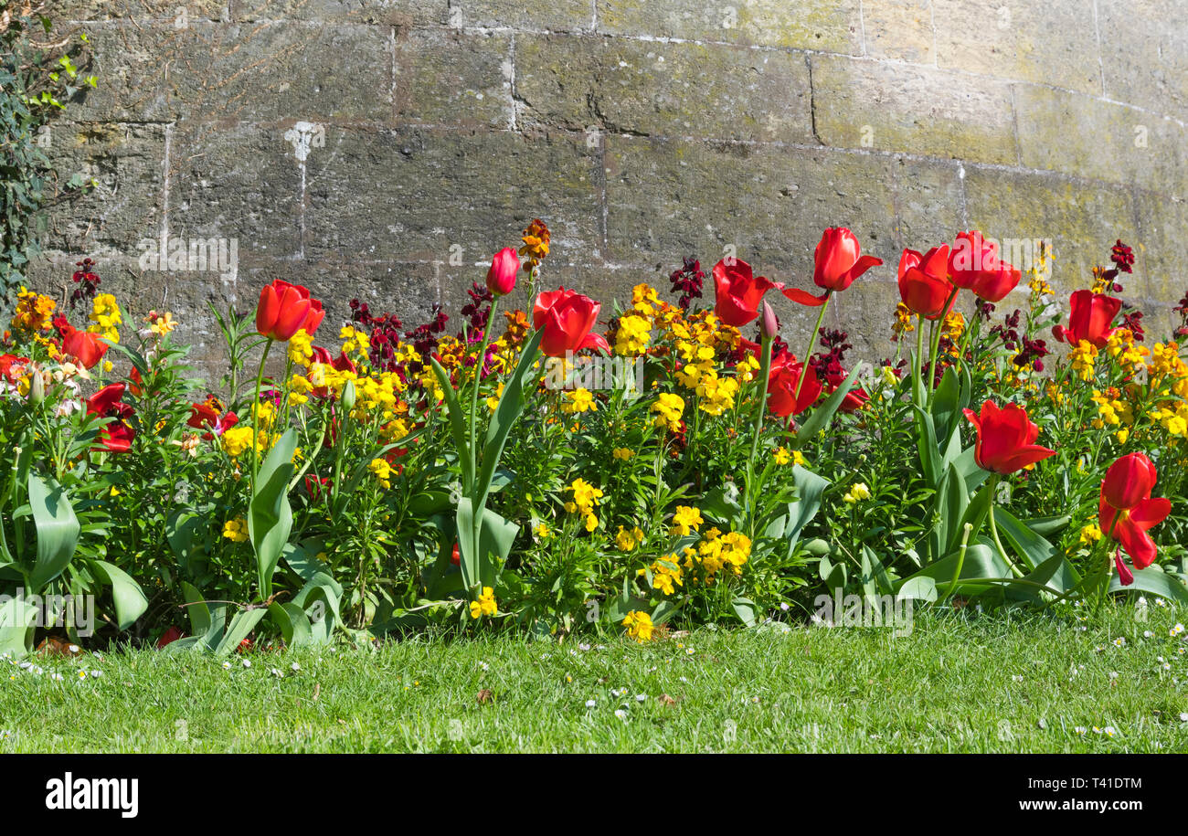 Tulipanes rojos (Tulipa) y otras flores amarillas fuera una pared en primavera en West Sussex, Reino Unido. Foto de stock