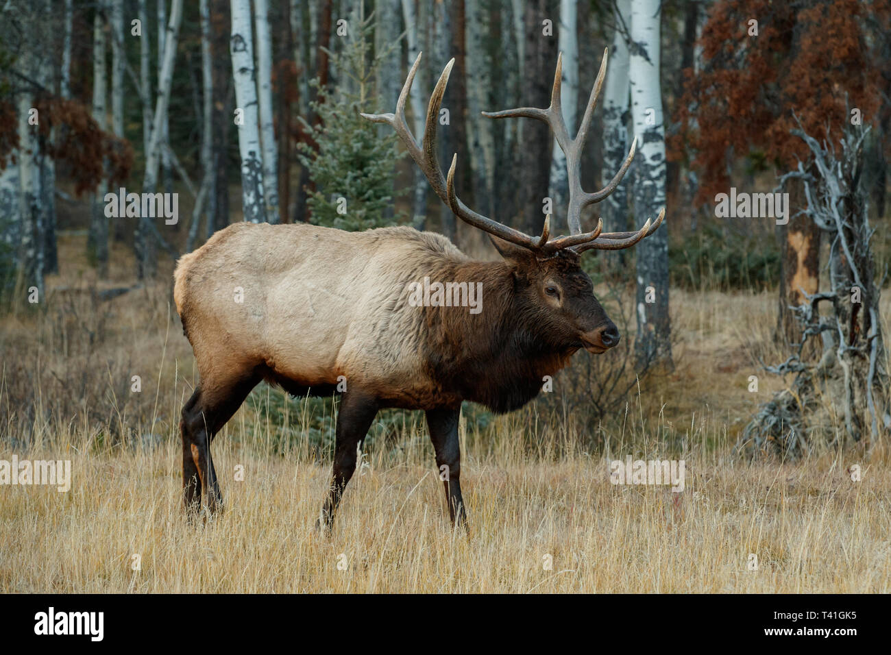 Una Elk o Wapiti (Cervus canadensis) Foto de stock