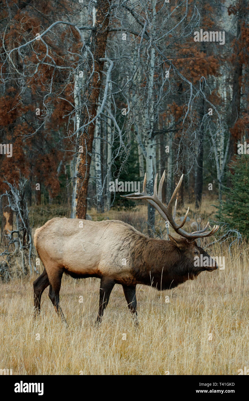Una Elk o Wapiti (Cervus canadensis) Foto de stock